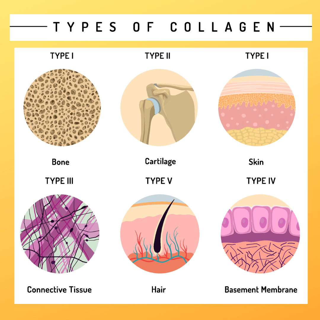 The Complete Guide to Collagen Types: Understanding What Each One Does for Your Body - Jolie Clinic