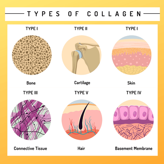 The Complete Guide to Collagen Types: Understanding What Each One Does for Your Body - Jolie Clinic