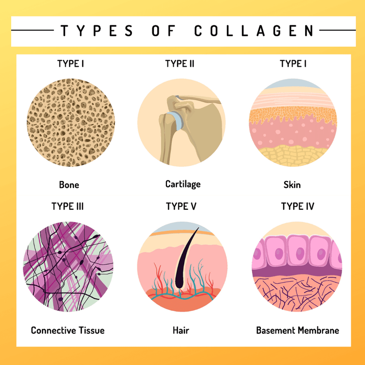 The Complete Guide to Collagen Types: Understanding What Each One Does ...